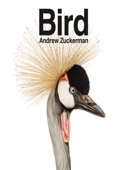Title details for Bird by Andrew Zuckerman - Available